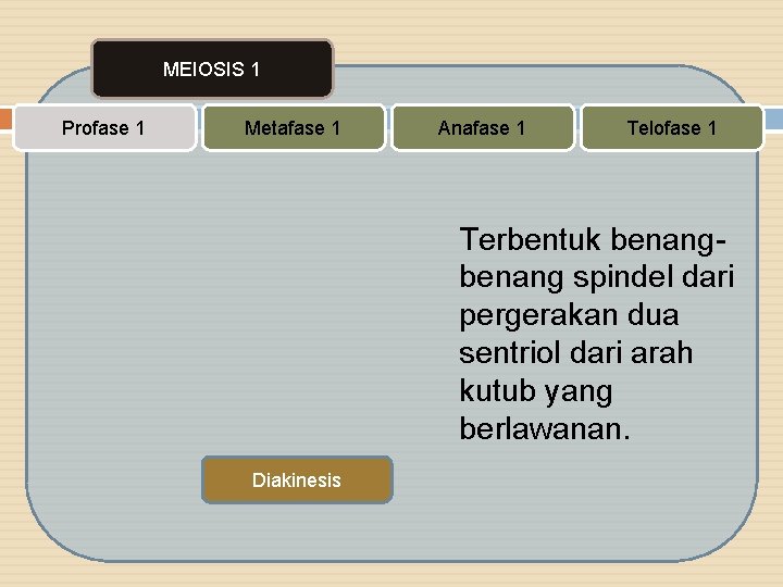 MEIOSIS 1 Profase 1 Metafase 1 Anafase 1 Telofase 1 Terbentuk benang spindel dari