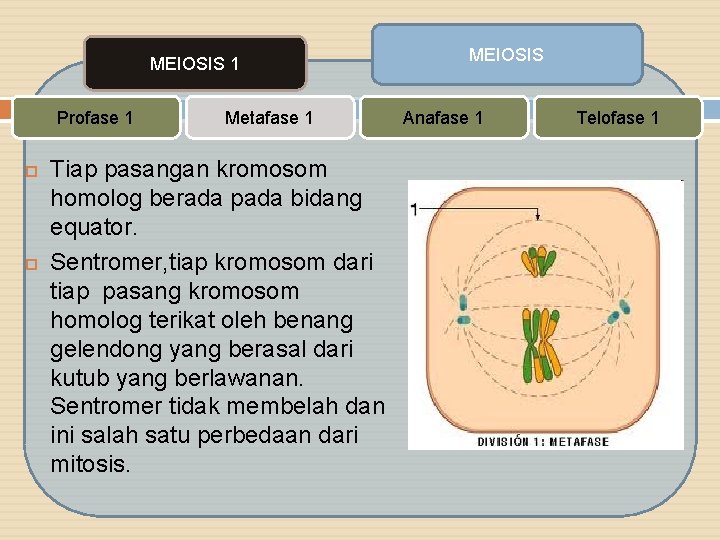 MEIOSIS 1 Profase 1 Metafase 1 Tiap pasangan kromosom homolog berada pada bidang equator.