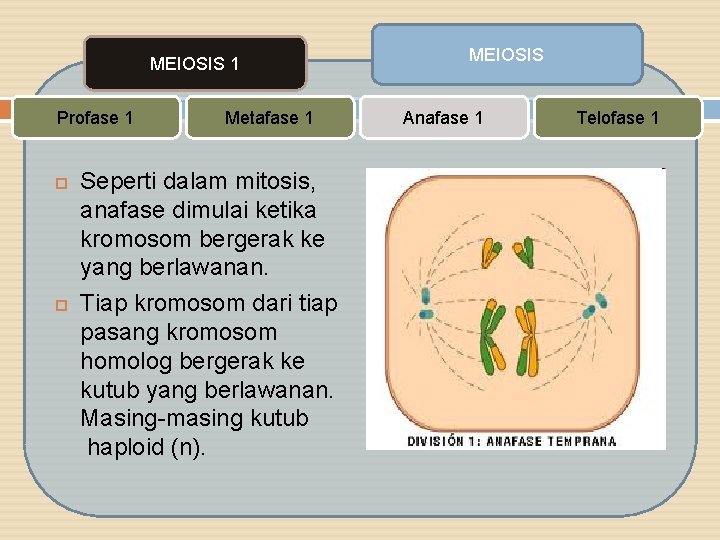 MEIOSIS 1 Profase 1 Metafase 1 Seperti dalam mitosis, anafase dimulai ketika kromosom bergerak