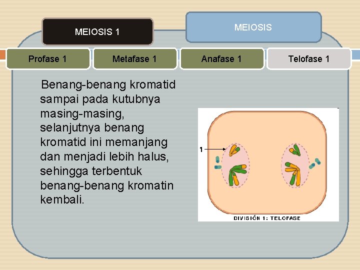 MEIOSIS 1 Profase 1 Metafase 1 Benang-benang kromatid sampai pada kutubnya masing-masing, selanjutnya benang