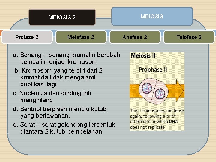 MEIOSIS 2 Profase 2 Metafase 2 a. Benang – benang kromatin berubah kembali menjadi