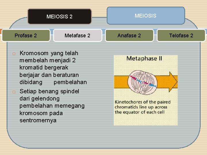 MEIOSIS 2 Profase 2 Metafase 2 Kromosom yang telah membelah menjadi 2 kromatid bergerak