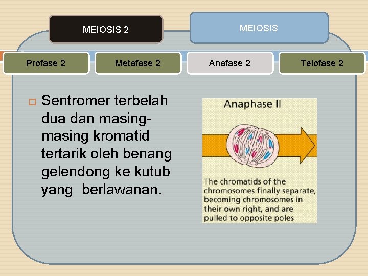 MEIOSIS 2 Profase 2 Metafase 2 Sentromer terbelah dua dan masing kromatid tertarik oleh