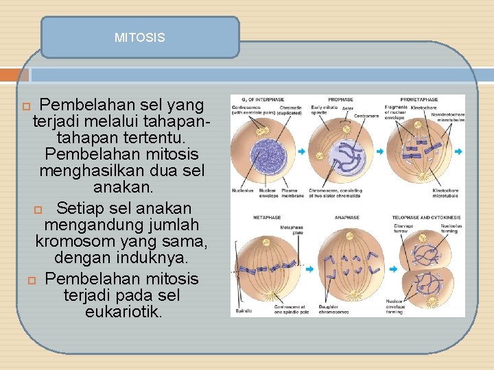 MITOSIS Pembelahan sel yang terjadi melalui tahapan tertentu. Pembelahan mitosis menghasilkan dua sel anakan.