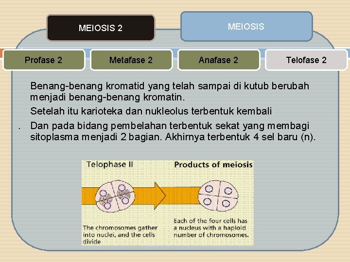 MEIOSIS 2 Profase 2 Metafase 2 MEIOSIS Anafase 2 Telofase 2 Benang-benang kromatid yang