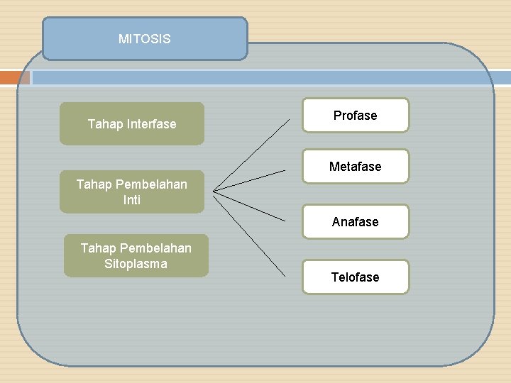 MITOSIS Tahap Interfase Profase Metafase Tahap Pembelahan Inti Anafase Tahap Pembelahan Sitoplasma Telofase 