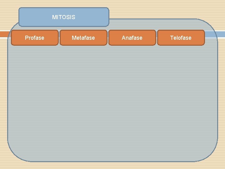 MITOSIS Profase Metafase Anafase Telofase 