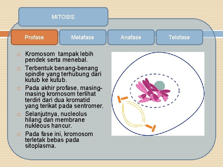 MITOSIS Profase Metafase Kromosom tampak lebih pendek serta menebal. Terbentuk benang-benang spindle yang terhubung