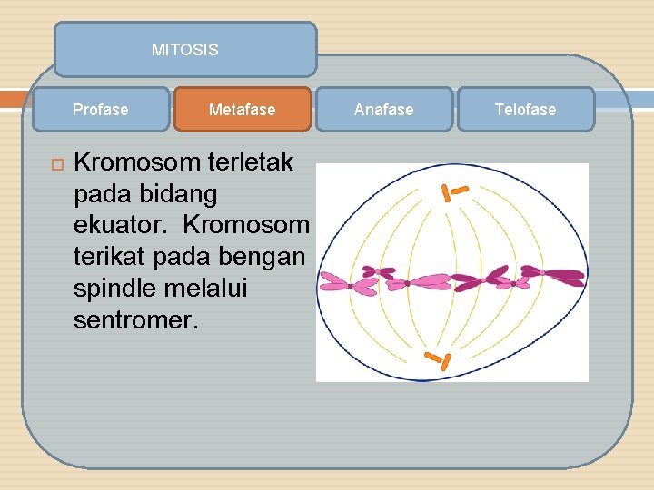 MITOSIS Profase Metafase Kromosom terletak pada bidang ekuator. Kromosom terikat pada bengan spindle melalui