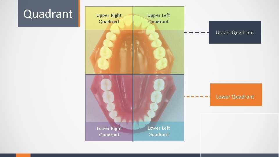 Quadrant Upper Right Quadrant Upper Left Quadrant Upper Quadrant Lower Right Quadrant Lower Left