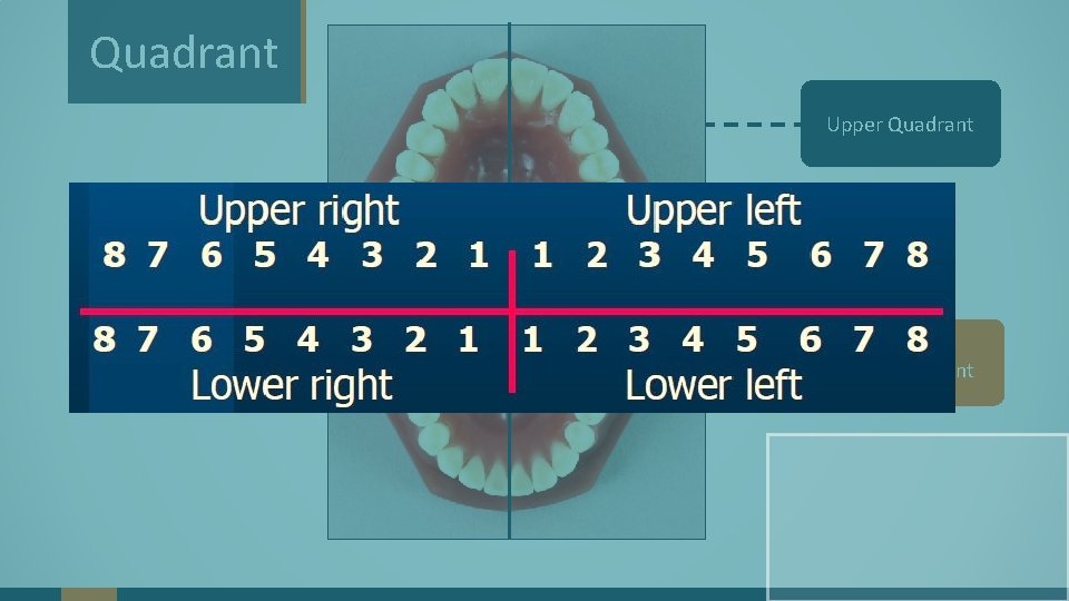 Quadrant Upper Quadrant Lower Quadrant 