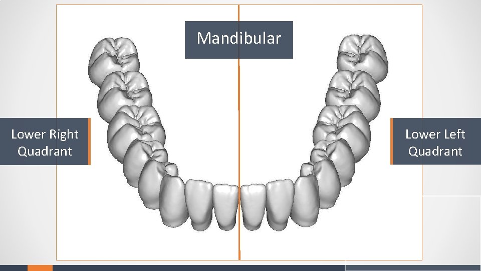 Mandibular Lower Right Quadrant Lower Left Quadrant 
