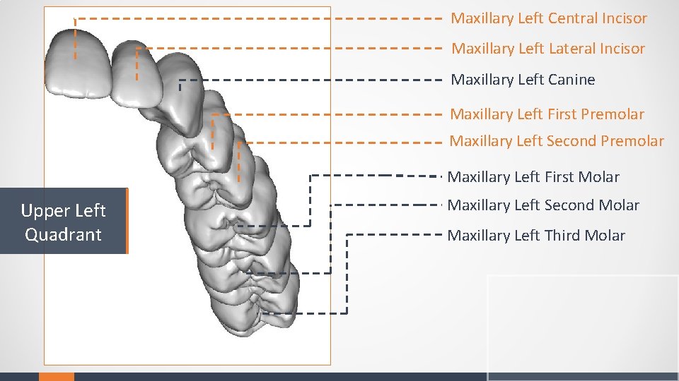 Maxillary Left Central Incisor Maxillary Left Lateral Incisor Maxillary Left Canine Maxillary Left First