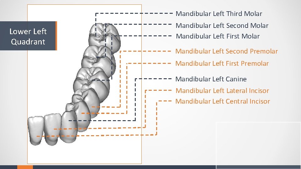 Mandibular Left Third Molar Lower Left Quadrant Mandibular Left Second Molar Mandibular Left First