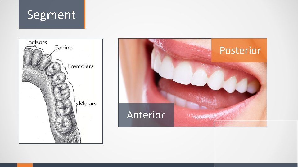Segment Posterior Anterior 
