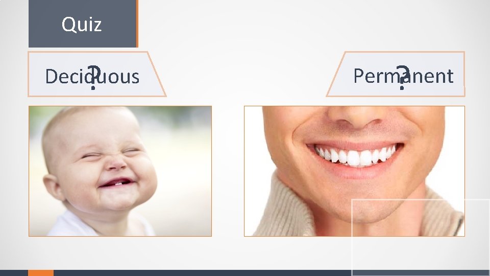 Quiz ? Deciduous ? Permanent 