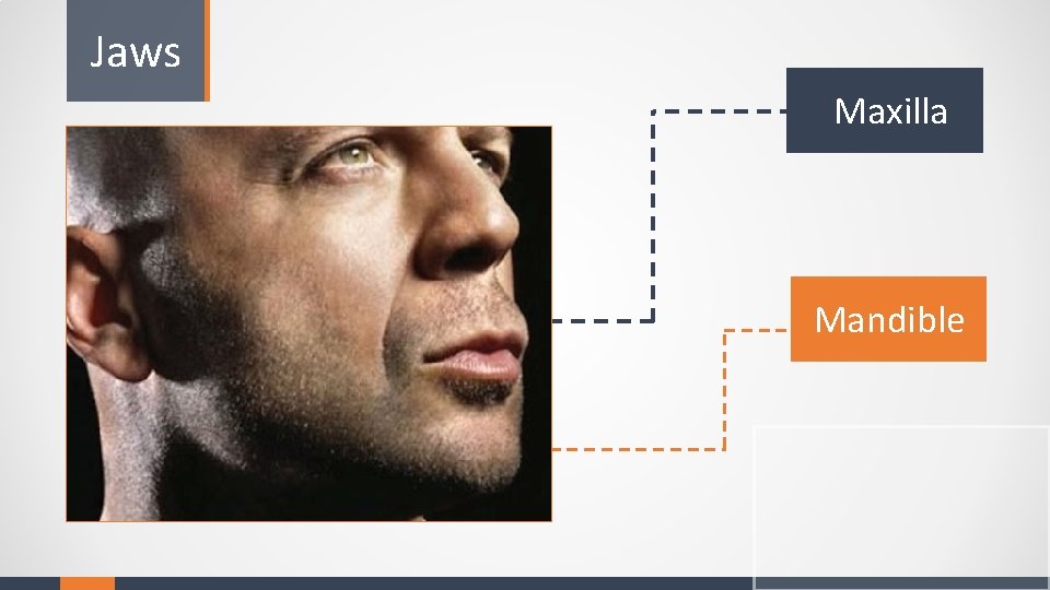 Jaws Maxilla Mandible 