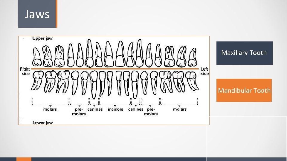 Jaws Maxillary Tooth Mandibular Tooth 