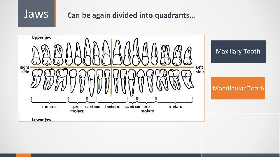 Jaws Can be again divided into quadrants… Maxillary Tooth Mandibular Tooth 