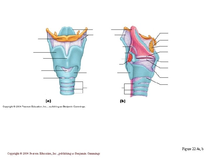 Figure 22. 4 a, b Copyright © 2004 Pearson Education, Inc. , publishing as