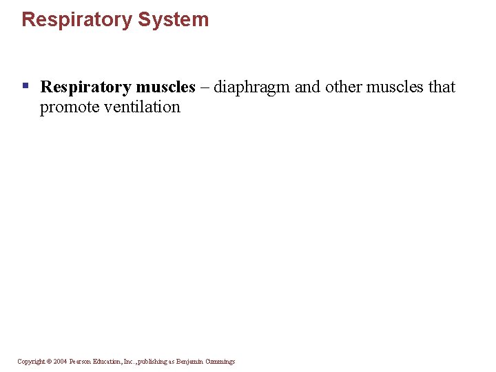 Respiratory System § Respiratory muscles – diaphragm and other muscles that promote ventilation Copyright