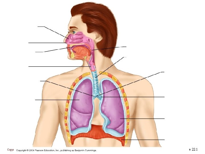 Copyright © 2004 Pearson Education, Inc. , publishing as Benjamin Cummings Figure 22. 1