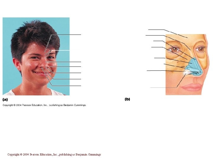 Copyright © 2004 Pearson Education, Inc. , publishing as Benjamin Cummings 