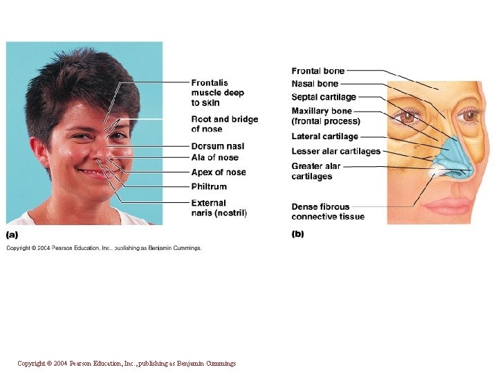 Copyright © 2004 Pearson Education, Inc. , publishing as Benjamin Cummings 