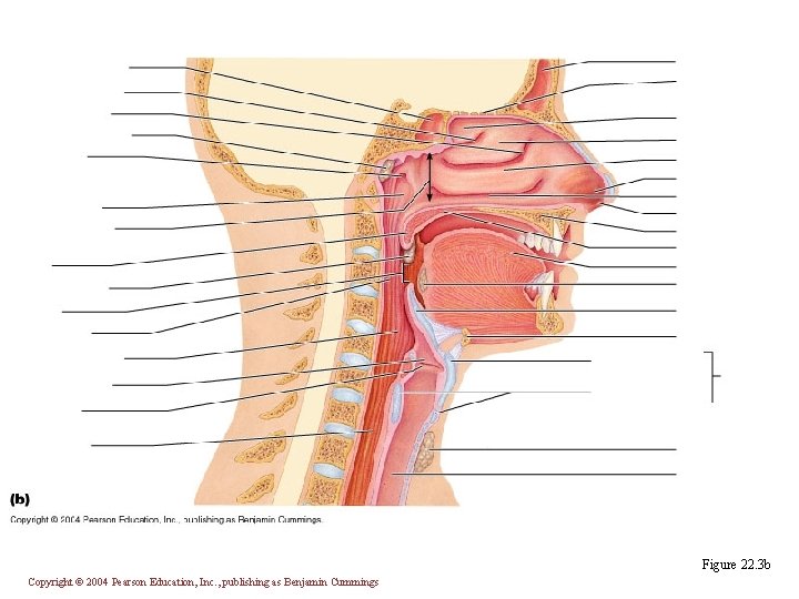 Figure 22. 3 b Copyright © 2004 Pearson Education, Inc. , publishing as Benjamin