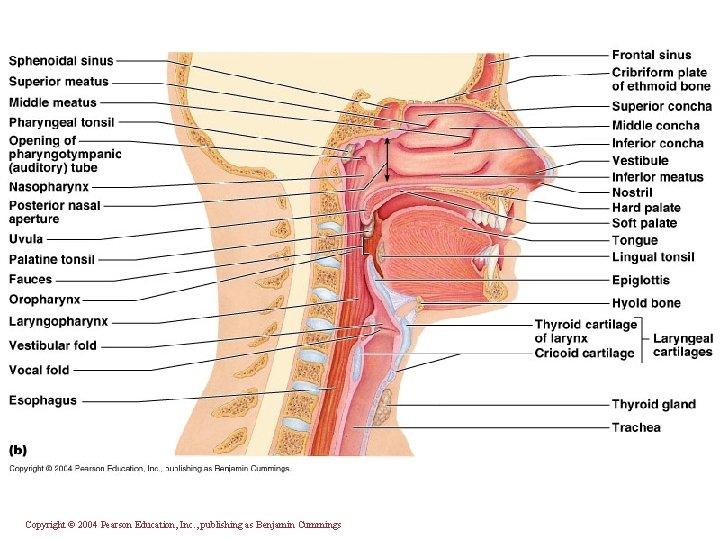 Copyright © 2004 Pearson Education, Inc. , publishing as Benjamin Cummings 