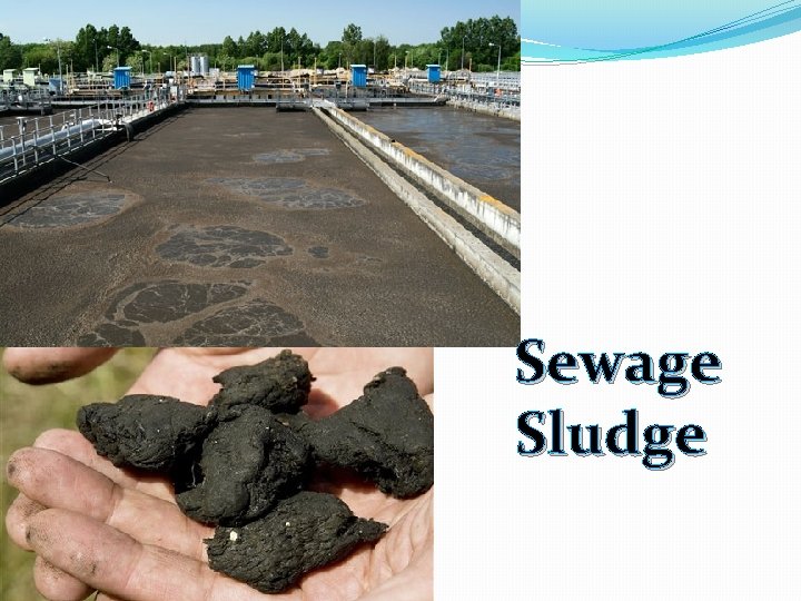 Sewage Sludge 