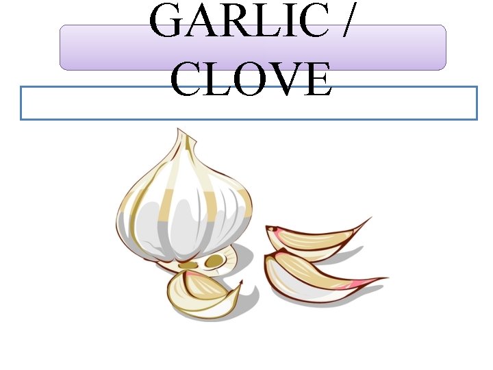 GARLIC / CLOVE 