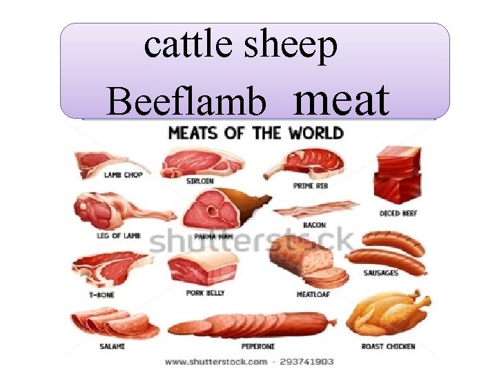 cattle sheep Beeflamb meat 