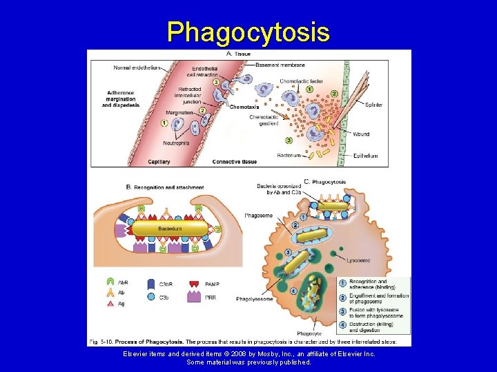 Phagocytosis Elsevier items and derived items © 2008 by Mosby, Inc. , an affiliate