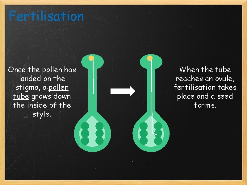 Fertilisation Once the pollen has landed on the stigma, a pollen tube grows down