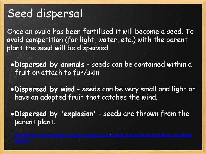 Seed dispersal Once an ovule has been fertilised it will become a seed. To