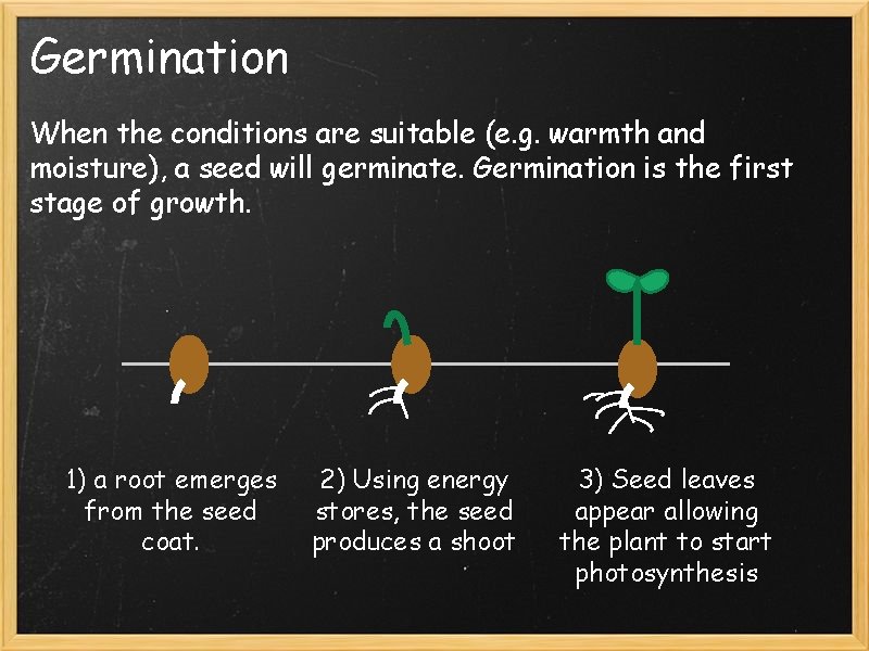 Germination When the conditions are suitable (e. g. warmth and moisture), a seed will
