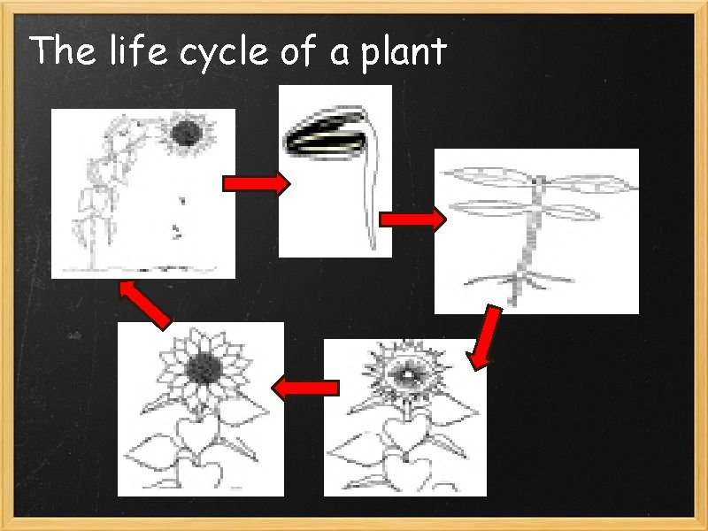 The life cycle of a plant 