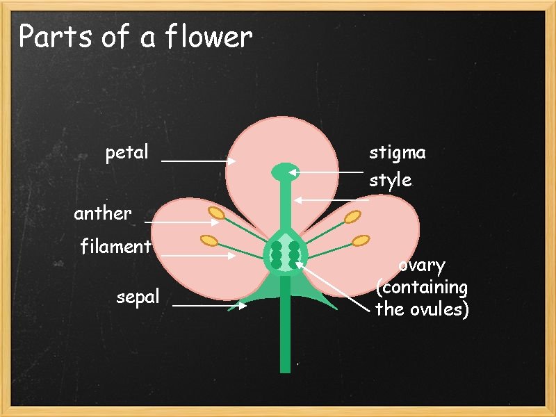 Parts of a flower petal stigma style anther filament sepal ovary (containing the ovules)