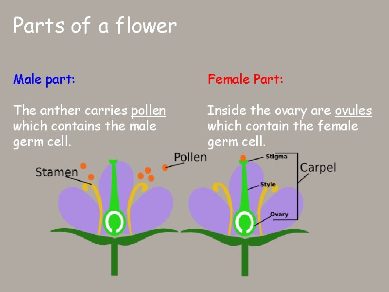 Parts of a flower Male part: Female Part: The anther carries pollen which contains