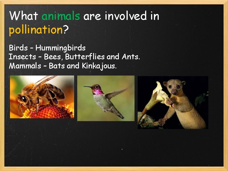 What animals are involved in pollination? Birds – Hummingbirds Insects – Bees, Butterflies and