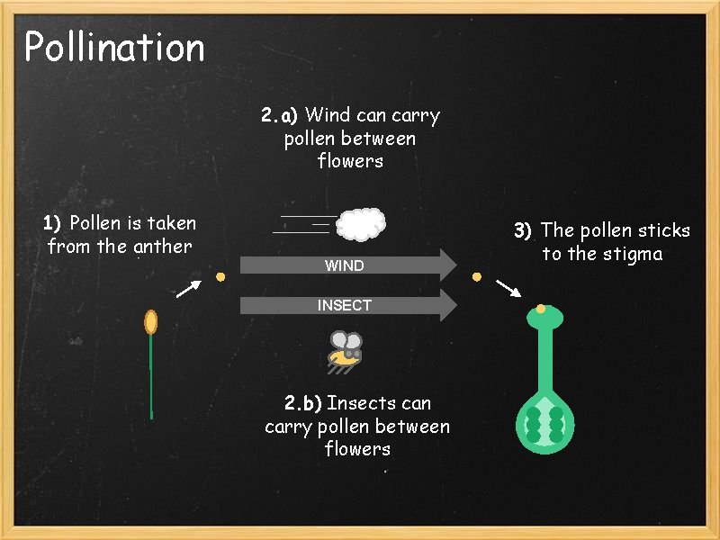 Pollination 2. a) Wind can carry pollen between flowers 1) Pollen is taken from