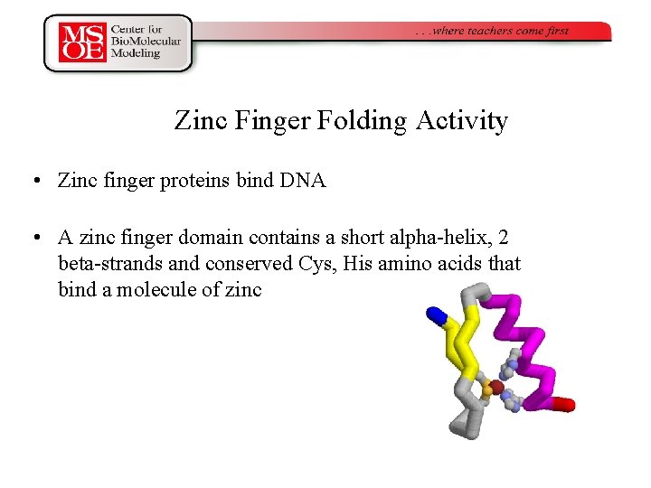 Zinc Finger Folding Activity • Zinc finger proteins bind DNA • A zinc finger
