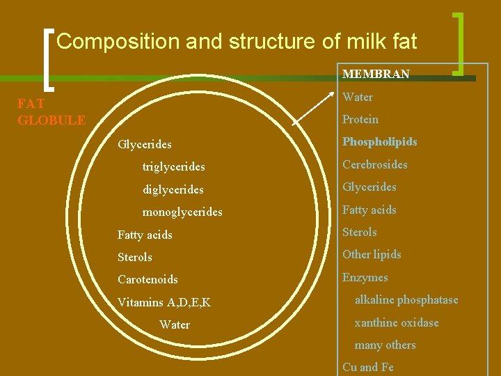 Composition and structure of milk fat MEMBRAN Water FAT GLOBULE Protein Glycerides Phospholipids triglycerides