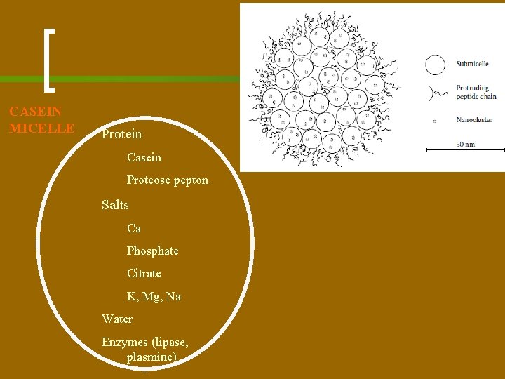 CASEIN MICELLE Protein Casein Proteose pepton Salts Ca Phosphate Citrate K, Mg, Na Water