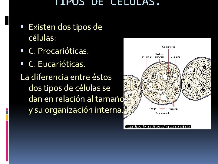 TIPOS DE CÉLULAS. Existen dos tipos de células: C. Procarióticas. C. Eucarióticas. La diferencia