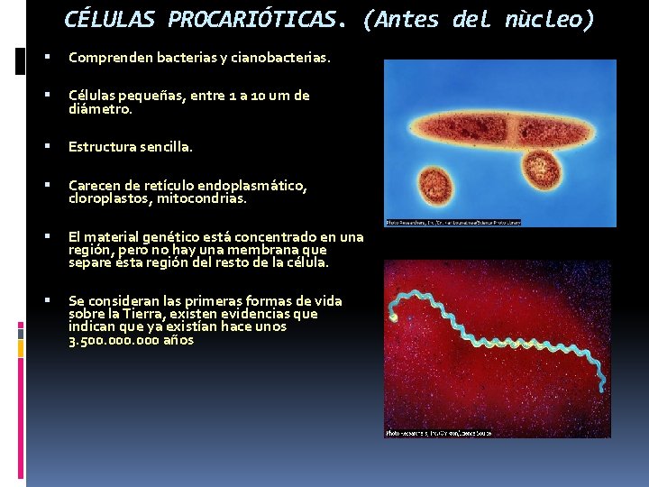 CÉLULAS PROCARIÓTICAS. (Antes del nùcleo) Comprenden bacterias y cianobacterias. Células pequeñas, entre 1 a