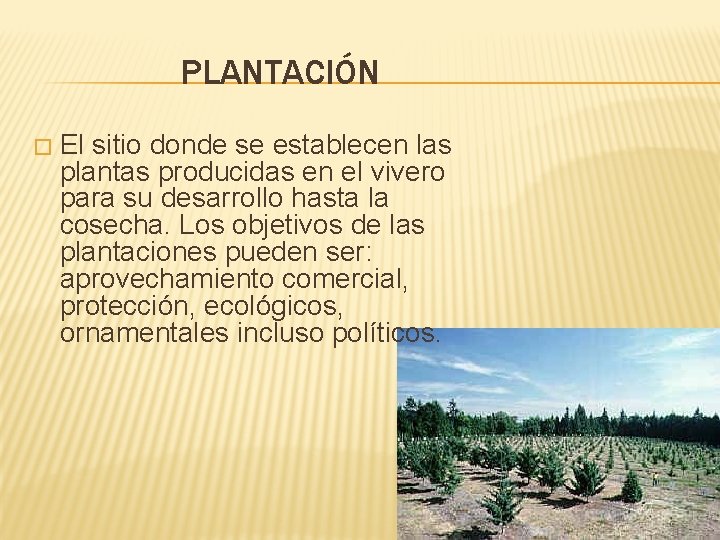 PLANTACIÓN � El sitio donde se establecen las plantas producidas en el vivero para