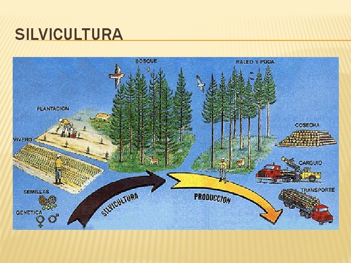 SILVICULTURA 