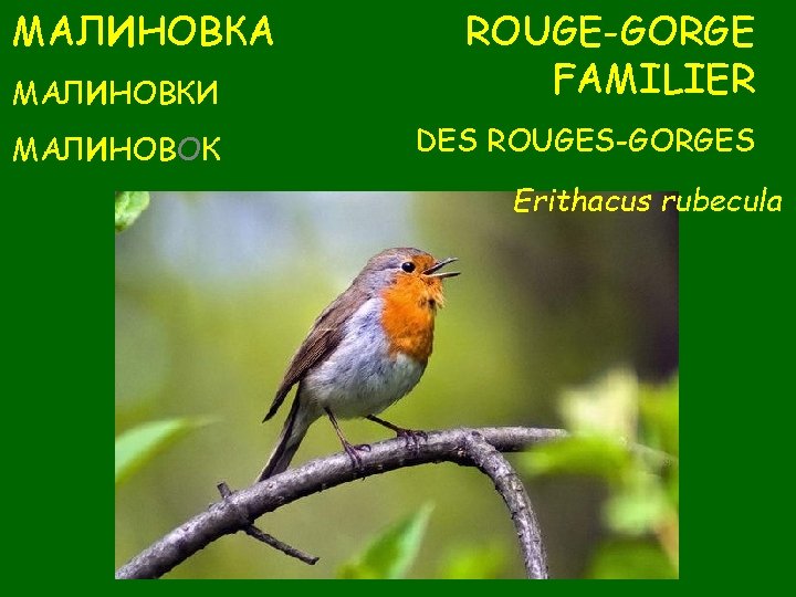 МАЛИНОВКА МАЛИНОВКИ ROUGE-GORGE FAMILIER МАЛИНОВОК DES ROUGES-GORGES Erithacus rubecula 